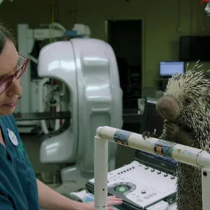 Une Journée à Disney