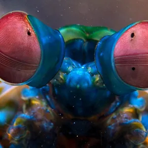 Tiny World