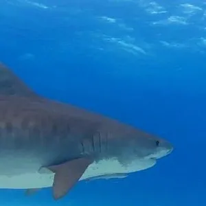 When Sharks attack...