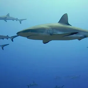 When Sharks attack...
