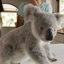 Izzy et les koalas