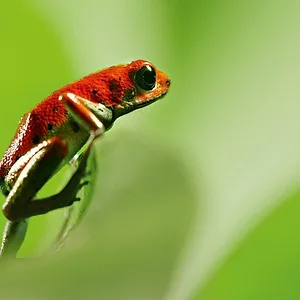 La Vie en couleurs avec David Attenborough
