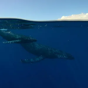 Earthsounds : les sons de la Terre