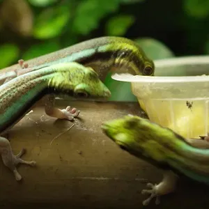 Nausicaá : Dans les coulisses du plus grand aquarium d'Europe
