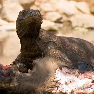 72 animaux dangereux en Asie
