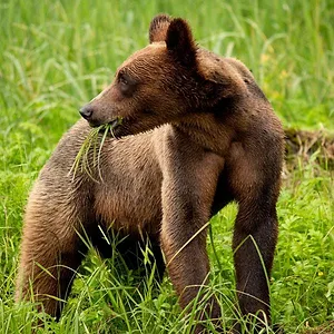 Grandir dans le monde animal