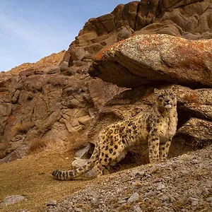 L'Inde : Terre de félins