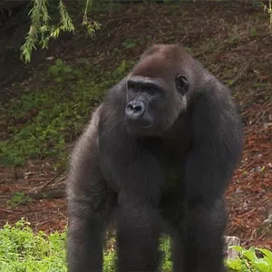 Expédition Pairi Daiza