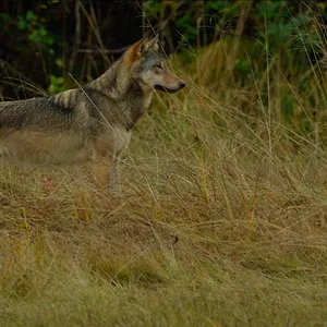 Bienvenue sur l'île des loups