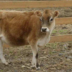 Michelle ou la vie sauvage