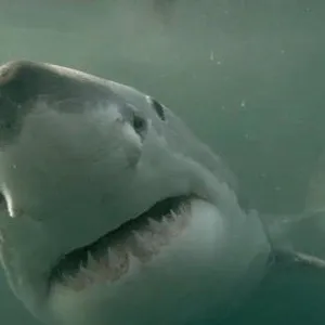 When Sharks attack...