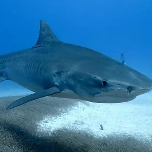 When Sharks attack...