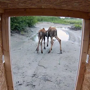 Michelle ou la vie sauvage