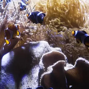 Nausicaá : Dans les coulisses du plus grand aquarium d'Europe