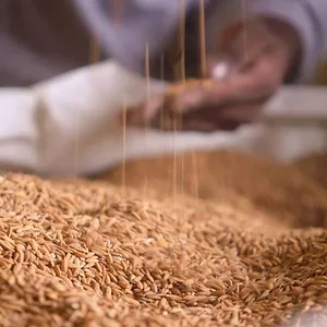 La Part du lion : Comment la cuisine afro-américaine a changé les États-Unis