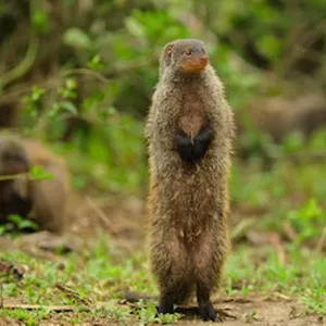 Wild Babies : Petits et Sauvages