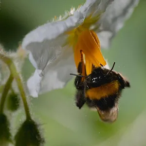 Les Secrets des abeilles
