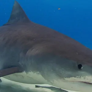 When Sharks attack...