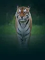 Animal Park