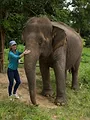 L'hôpital des éléphants