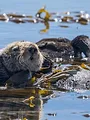Opération loutres de mer : Cap sur la Californie