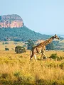 Op Safari