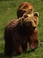 Parc de Cerza, au plus près des animaux