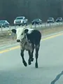 Sur le vif : vidéos insolites