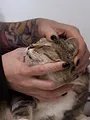 Chiens et chats sans collier