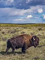Bison : une histoire de l'Amérique
