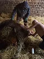 L'incroyable Dr Pol