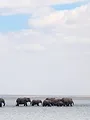 Dynasties animales