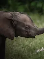 Au coeur de la jungle