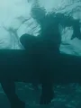 Investigation Shark Attack