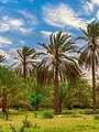 Tunisie, une oasis dans un grain de sable