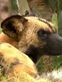Das Waisenhaus für wilde Tiere