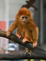 La Tanière, le zoo-refuge de l'espoir