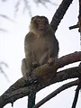 Dynasties animales