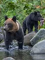 Destination Wild : Les secrets de l'Asie