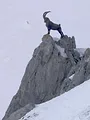 Bouquetin, la vigie des montagnes