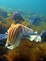 Caméras espions au coeur des océans