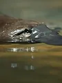 Force of nature