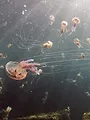 Merveilles sauvages d'Espagne