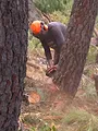 Bûcheron : un métier à hauts risques