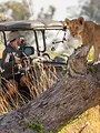 Big Cats 24/7