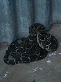 Snakes in the City