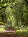 Sandi's Wood