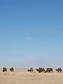 Destination Wild : Mongolie