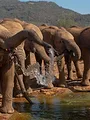 Bébés éléphants, l'espoir de Reteti