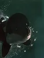 Orca